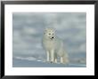Portrait Of An Arctic Fox Near Hudson Bay, Canada by Norbert Rosing Limited Edition Pricing Art Print