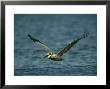 Brown Pelican In Flight Over Water by Klaus Nigge Limited Edition Print