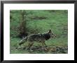 Coyote Running In Yosemite National Park by Phil Schermeister Limited Edition Print