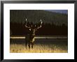Its Rutting Season In Yellowstone, Yellowstone National Park, Wyoming by Michael S. Quinton Limited Edition Print