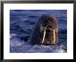 Portrait Of An Atlantic Walrus, Odobenus Rosmarus, Arctic Circle, Canada by Paul Nicklen Limited Edition Print