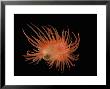 Pink File Shell, Limaria Species, Rare Species, Jumps Through Water by Darlyne A. Murawski Limited Edition Print