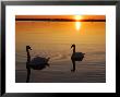 Two Mute Swans In The Narragansett Bay At Sunrise, Cranston, Rhode Island by Darlyne A. Murawski Limited Edition Print
