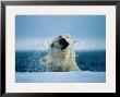 A Polar Bear Shakes Water Off Its Head As It Breaks The Surface by Paul Nicklen Limited Edition Pricing Art Print