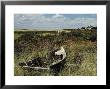 Broken Old Rowboat Cushioned In Tall Wild Grass, With A View Of A House In Distance by Alfred Eisenstaedt Limited Edition Print