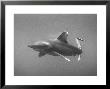 White Tip Shark Prowling Gulf Of Mexico by Peter Stackpole Limited Edition Print