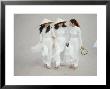 Three Vietnamese Young Women In White Fashion Walking Down The Street by Co Rentmeester Limited Edition Print
