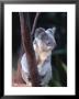 Koala, Australia by Ernest Manewal Limited Edition Print
