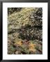 Mussels, Gooseneck Barnacles, Pisaster Sea Stars And Green Anemones On The Oregon Coast, Usa by Stuart Westmoreland Limited Edition Print