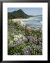 Hot Water Beach, Coromandel Peninsula, South Auckland, New Zealand by Ken Gillham Limited Edition Print