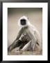 Hanuman Langur (Presbytis Entellus), Bandhavgarh National Park, Madhya Pradesh State, India by Thorsten Milse Limited Edition Print