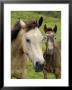 Connemara Ponies, County Galway, Connacht, Republic Of Ireland (Eire), Europe by Gary Cook Limited Edition Print