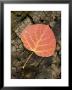Red Aspen Leaf With Water Drops, Near Telluride, Colorado, United States Of America, North America by James Hager Limited Edition Print