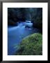 Licorice Fern, Near Dosewallips, Olympic National Park, Washington State, Usa by Aaron Mccoy Limited Edition Print