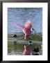 Roseate Spoonbill (Ajaia Ajaja), J. N. Ding Darling National Wildlife Refuge, Florida by James Hager Limited Edition Print