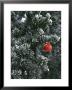 Holiday Ornament Hanging On Snow Dusted Pinion Tree, Colorado by Kate Thompson Limited Edition Print