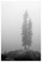 Two Trees On Mount Washington by Shane Settle Limited Edition Print