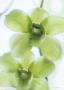 Orchid Ii by Annemarie Peter-Jaumann Limited Edition Print