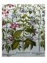 Clematis Coerulea Pannonica by Basilius Besler Limited Edition Print