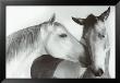 The Nuzzle by Juliet Van Otteren Limited Edition Print