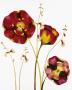 Poppies by Julia Ogden Limited Edition Pricing Art Print