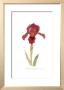 Dwarf Bearded Iris by Pamela Stagg Limited Edition Print