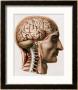 The Brain, Plate From Traite Complet De L'anatomie De L'homme  1866-67 by Nicolas Henri Jacob Limited Edition Pricing Art Print