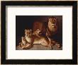A Pride Of Lions by Edward S. Curtis Limited Edition Print