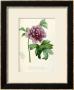 Hand Colored Engraving Of A Peony, 1812-1814 by Pierre-Joseph Redoute Limited Edition Print