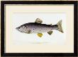 Watercolour Of A Trout, Early 19Th Century by Sarah Bowdich Limited Edition Pricing Art Print