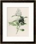 Privet by F. Edward Hulme Limited Edition Print