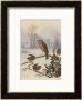 Christmas Robin And Friends by Harry Bright Limited Edition Pricing Art Print