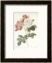 Rosa Indica by Pierre-Joseph Redoutã© Limited Edition Print