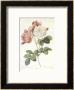 Rosa Indica by Pierre-Joseph Redoute Limited Edition Pricing Art Print
