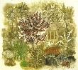 Souvenir Of An Italian Garden by Anne Walker Limited Edition Print