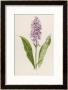 Spotted Orchis by F. Edward Hulme Limited Edition Pricing Art Print
