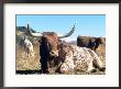 Texas Longhorn, Resting, Colorado, Usa by Philippe Henry Limited Edition Print