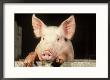 Large White Cross Landrace Pig Peering Over Sty Wall, Yorkshire, Uk by Mark Hamblin Limited Edition Print