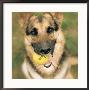 Dog Holding Tennis Ball by Peter Ciresa Limited Edition Print