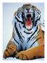 Growling Tiger by William Silvers Limited Edition Pricing Art Print