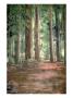 Illustration Of Pine Trees In A Forest by Mark Hunt Limited Edition Pricing Art Print