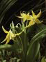 Cluster Of Golden Glacier Lilies by Sylvia Sharnoff Limited Edition Print