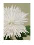 Chrysanthemum by George Doyle Limited Edition Print
