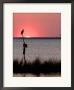 Osprey Perched At Sunset On Abelmarle Sound, Kitty Hawk, North Carolina, Usa by David R. Frazier Limited Edition Print