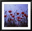 Red Poppies Growing In A Grassy Field by Paul Schutzer Limited Edition Pricing Art Print