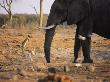 A Wild Dog Observes An African Elephant by Beverly Joubert Limited Edition Pricing Art Print