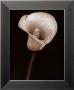 Cala Lily by Prades Fabregat Limited Edition Print