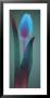 Tulip Chromatics I by Robert Mertens Limited Edition Print