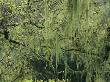 Lake Lichen Hanging From Tree Branches by Stephen Sharnoff Limited Edition Print