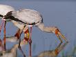 A Yellow-Billed Stork On The Hunt In Shallow Water by Beverly Joubert Limited Edition Pricing Art Print